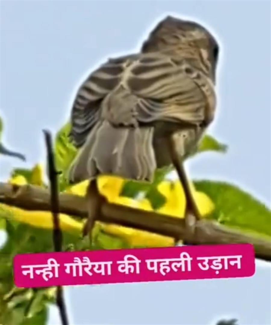 प्राध्यापक से लेकर पर्यावरणविद् तक का सफर 