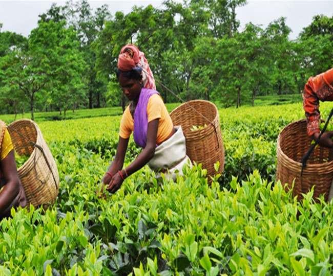   उत्तराखंड के लोग 181 वर्ष बाद ले सकेंगे अपनी चाय की चुस्की 