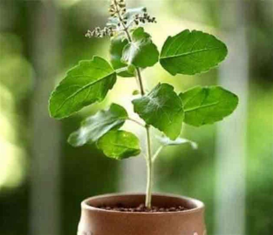 ज्योतिष शास्त्र के अनुसार तुलसी पूजन दिवस पर इन चीजों का दान करने से अन्न-धन में होगी बढ़ोत्तरी