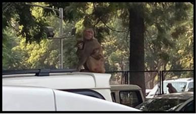 राज्यपाल के काफिले की गाड़ियों पर बंदरों का उत्पात