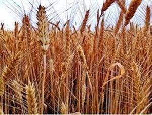  जिला में अब तक 35323 मिट्रिक टन गेहूं की खरीद 