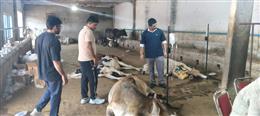 हरियाणा: श्राद्ध अमावस्या पर रोटी, खीर, पुरी से 48 गाय बीमार, 17 की मौत