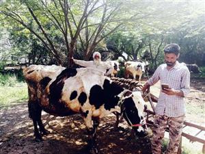  पंजाब के डेयरी किसानों के लिए ऑनलाइन पशुपालन सम्बंधित सेवाएं पेश
