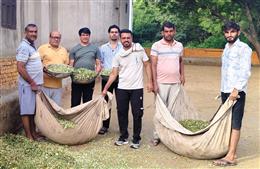 माता की पुण्यतिथि पर गौशाला में हरे चारे की सवामणी, गौसेवा का दिया संदेश