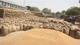 फाजिल्का में खुले में पड़ी गेहूं की करीब 10 लाख बोरियां