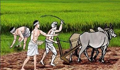 हरियाणा में ढाई लाख एकड़ में किसानों ने छोड़ी धान की खेती