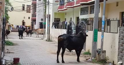 डेराबस्सी वासियों को आवारा जानवरों से कौन दिलाएगा निजात, नंदी के आगे लाचार हुई परिषद
