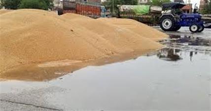 हरियाणा में मंडियों के जरिये एमएसपी पर ही होगी गेहूं-सरसों की खरीद