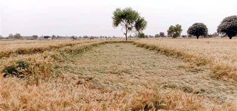 बदले मौसम से सरसों व गेहूं की फसल को नुकसान का अंदेशा