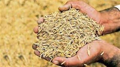 हरियाणा में 25 सितंबर से शुरू होगी धान की खरीद:दुष्यंत