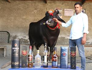   हरियाणा कैथल के सुल्तान की मौत, पशु मेले में 21 करोड़ रुपये लगी थी कीमत