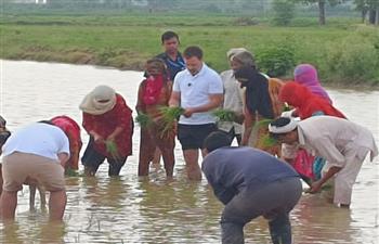 राहुल गांधी ने सोनीपत में की धान की रोपाई