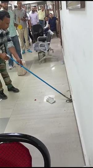 चंडीगढ़ सचिवालय की चौथी मंजिल पर सांप निकलने से मचा हडक़ंप
