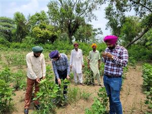 कृषि विभाग ने नरमे की फ़सल की निरंतर निगरानी सुनिश्चित बनाने के लिए 128 टीमें गठित की
