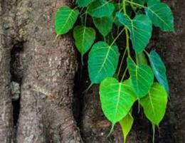 जाने पीपल के पेड़ में जल अर्पण करने से क्या फायदे होते हैं