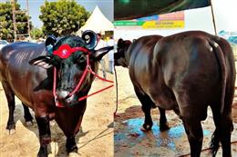 जयपुर: अजमेर एक भैंसे की कीमत एक-एक करोड़ के 23 फ्लैट के बराबर, पुष्कर मेेले में चर्चा का विषय बना अनमोल