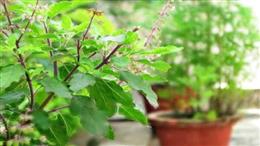 वास्तु शास्त्र के अनुसार तुलसी के आस-पास न रखें ये पौधे, वरना घर से चली जाएगी सुख-शांति