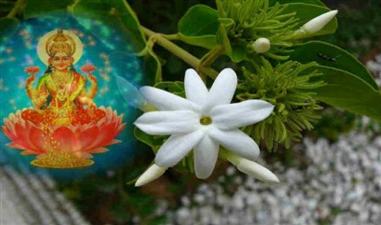 शुक्रवार को करें चमेली के फूल से ये उपाय, शुक्र दोष से निजात मिलने के साथ होगी हर इच्छा पूरी