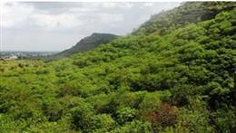 अरावली ग्रीन परियोजना से सुधरेगा इकोसिस्टम, 8 लाख हेक्टेयर क्षेत्र पर होगा काम